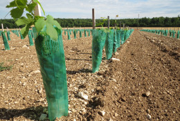 SamGreen® DPH: Double-protection herbicide guards